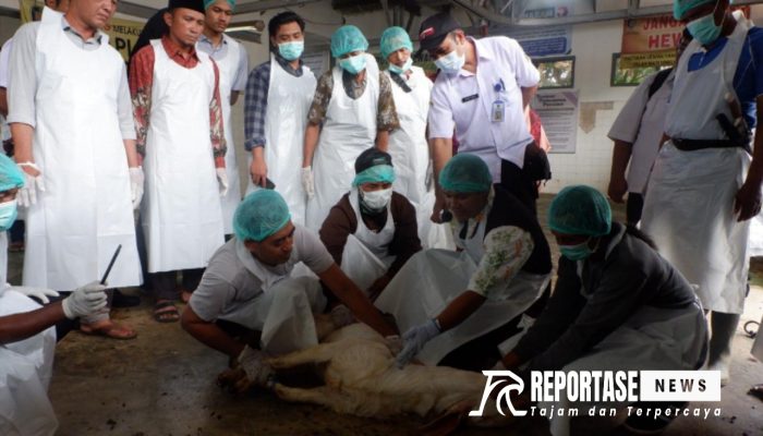 Jelang Idul Adha, Banyuwangi Siapkan Ratusan Juru Sembelih Halal Hewan Kurban