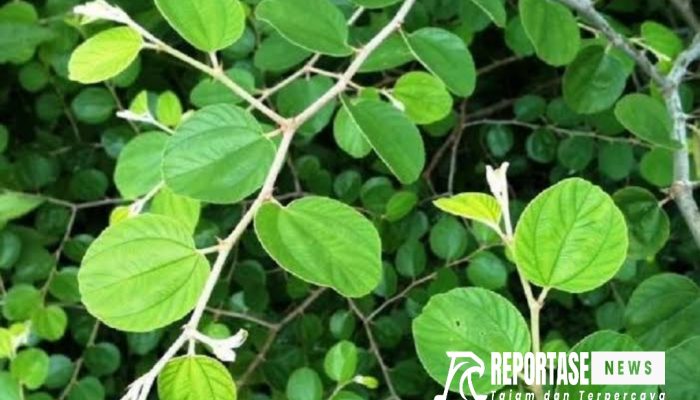 Inilah 7 Mamfaat Daun Bidara Bagi Kesehatan Tubuh