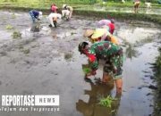 Babinsa Nguter Dukung Peningkatan Kualitas Pertanian Melalui Pendampingan Tanam Padi 17 Babinsa Nguter Dukung Peningkatan Kualitas Pertanian Melalui Pendampingan Tanam Padi