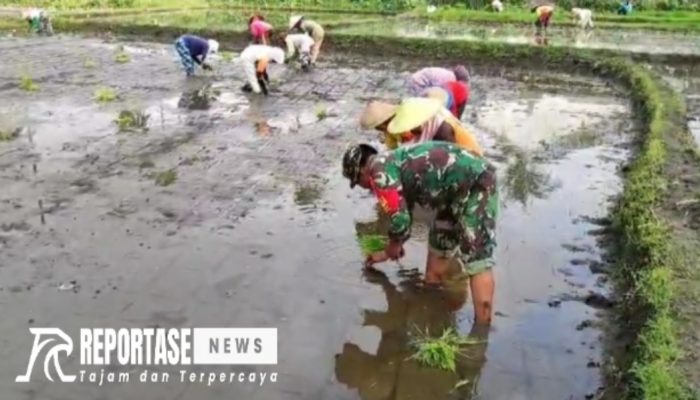Babinsa Nguter Dukung Peningkatan Kualitas Pertanian Melalui Pendampingan Tanam Padi