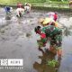 Babinsa Desa Nguter Koramil 0821/08 Pasirian, Sertu Eko Prasetyo, melaksanakan kegiatan pendampingan penanaman padi.