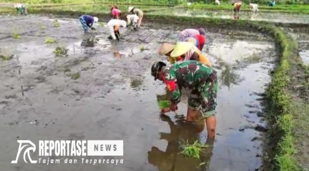 Babinsa Desa Nguter Koramil 0821/08 Pasirian, Sertu Eko Prasetyo, melaksanakan kegiatan pendampingan penanaman padi.
