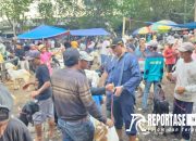 Pemkab Probolinggo Lakukan Pemeriksaan dan KIE Ternak Kurban 8 Pemkab Probolinggo Lakukan Pemeriksaan dan KIE Ternak Kurban