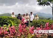Disperta Probolinggo Lakukan Monev Kebun Gunung Gambir Afdeling Lawang Kedaton 7 Disperta Probolinggo Lakukan Monev Kebun Gunung Gambir Afdeling Lawang Kedaton
