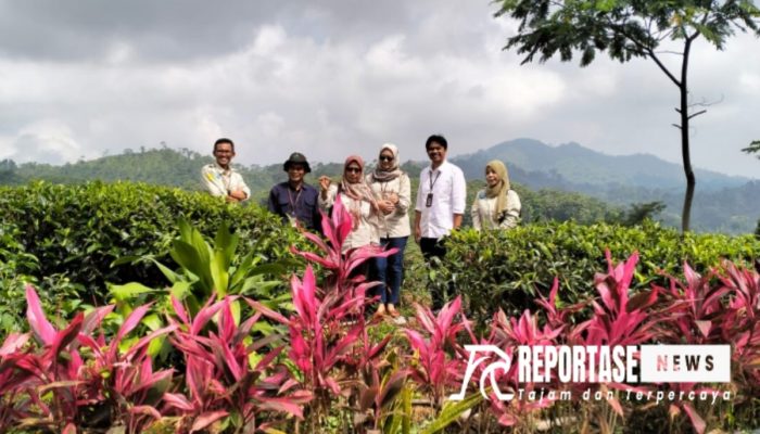 Disperta Probolinggo Lakukan Monev Kebun Gunung Gambir Afdeling Lawang Kedaton