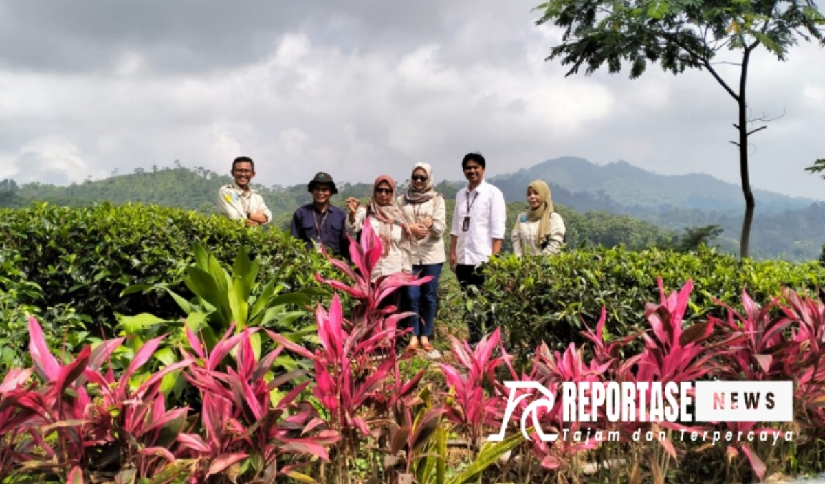 Plt Kepala Disperta Kabupaten Probolinggo Susilo Isnadi didampingi Kepala Bidang Sarana Penyuluhan dan Pengendalian Pertanian Disperta, Faiq El Himmah, Manajer Kebun Gunung Gambir PTPN I Regional 5 Danang Joko Prasetyo, JF Pengawas Benih Evi Rosellawati, JF Sarana dan Prasarana Falentina Eka, JF OPT Mukhlisin.