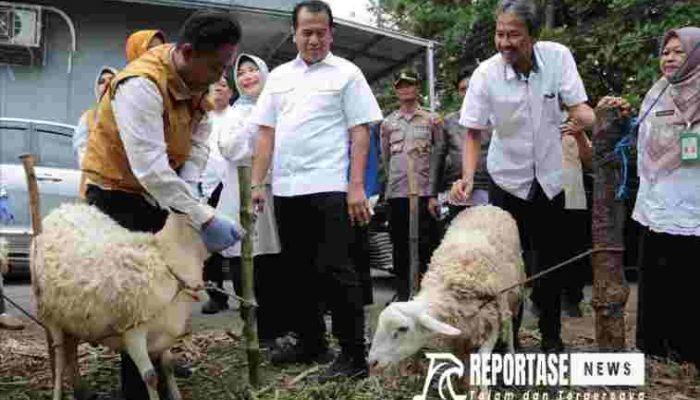 Sidak Sejumlah Lokasi, Pj Wali Kota Probolinggo Pastikan Kondisi Hewan Kurban Penuhi Unsur ‘ASUH’