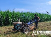 Inovasi Pertanian, Babinsa Yosowilangun Lor Dampingi Pengolahan Lahan Jagung