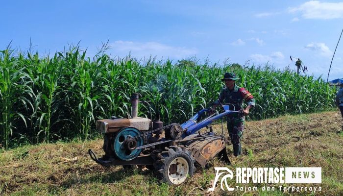 Inovasi Pertanian, Babinsa Yosowilangun Lor Dampingi Pengolahan Lahan Jagung