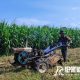Babinsa Yosowilangun Lor Koramil 0821/11 Yosowilangun, Serda Dafit Mardianto, melaksanakan kegiatan pendampingan Hanpangan dalam pengolahan lahan tanam jagung.