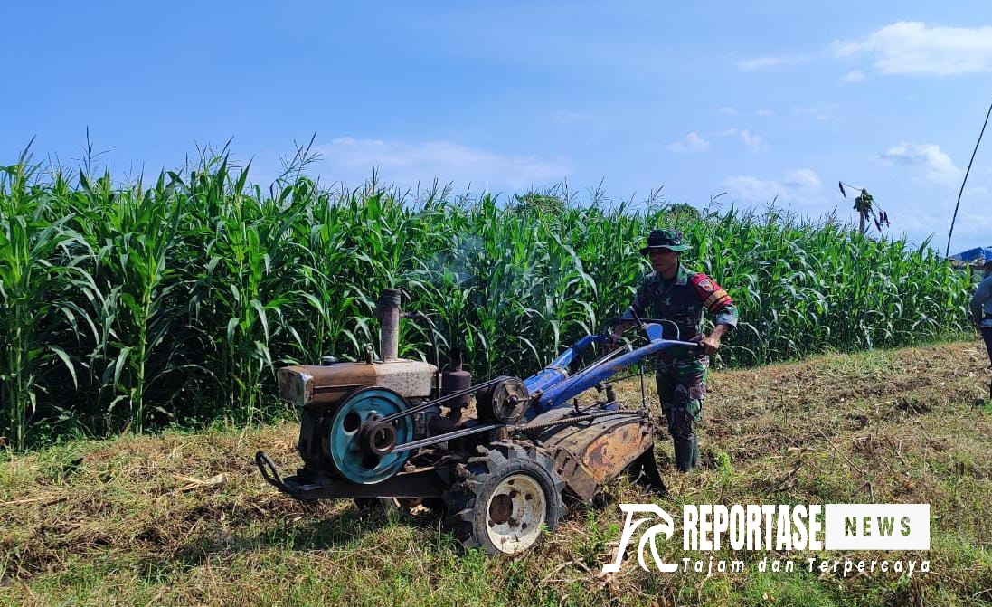 Babinsa Yosowilangun Lor Koramil 0821/11 Yosowilangun, Serda Dafit Mardianto, melaksanakan kegiatan pendampingan Hanpangan dalam pengolahan lahan tanam jagung.