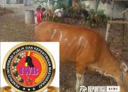Momen Idul Adha, Keluarga Besar IWB Serahkan Hewan Qurban 12 Momen Idul Adha, Keluarga Besar IWB Serahkan Hewan Qurban