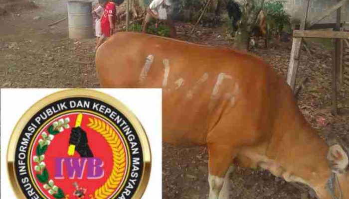 Momen Idul Adha, Keluarga Besar IWB Serahkan Hewan Qurban