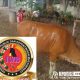 Keluarga Besar IWB Serahkan Hewan Qurban.
