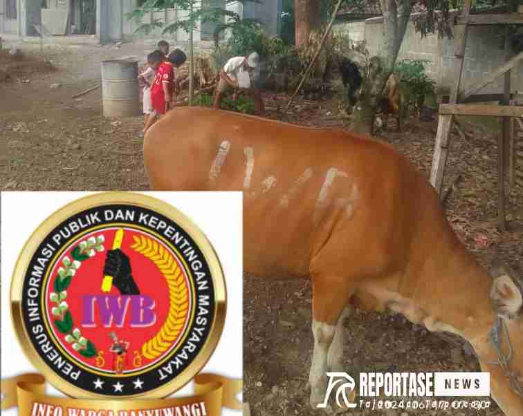 Keluarga Besar IWB Serahkan Hewan Qurban.