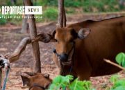 Mengaku Orang Bupati, Terima Jatah 3 Ekor Sapi Kurban Dinsos Sumenep 8 Mengaku Orang Bupati, Terima Jatah 3 Ekor Sapi Kurban Dinsos Sumenep