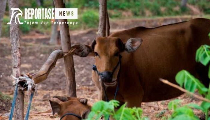 Mengaku Orang Bupati, Terima Jatah 3 Ekor Sapi Kurban Dinsos Sumenep