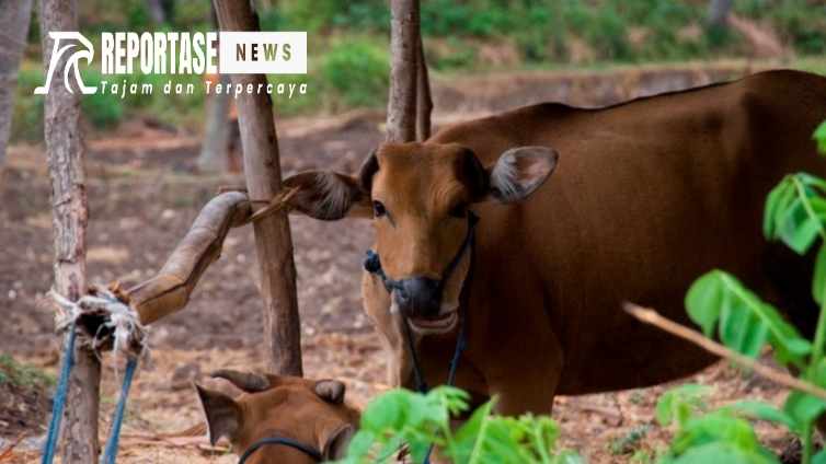 Oknum Mengaku Orang Bupati Sumenep Terima Jatah 3 Ekor Sapi Kurban Dinsos
