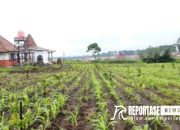 Bangkit dari Kepiluan, Perekonomian Penyintas Eropsi Semeru Berangsur Gairah 11 Bangkit dari Kepiluan, Perekonomian Penyintas Eropsi Semeru Berangsur Gairah