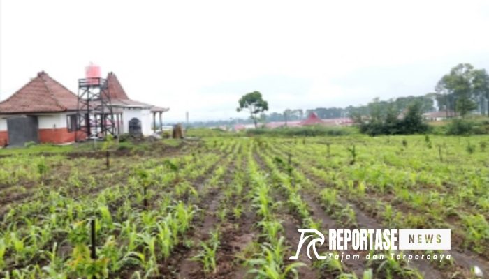 Bangkit dari Kepiluan, Perekonomian Penyintas Eropsi Semeru Berangsur Gairah 
