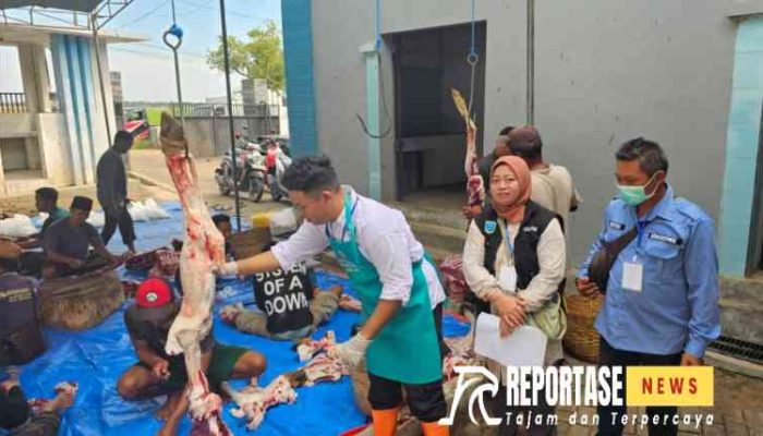 Idul Adha 1445 Hijriyah, Pemotongan Ternak Kurban Capai 2.303 Ekor