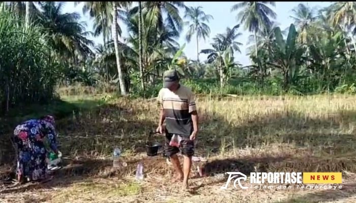 Sinergi Babinsa dan Petani: Langkah Nyata Menuju Swasembada Jagung di Randuagung