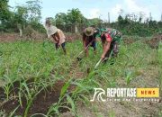 Sertu Sirajudin: Komitmen Pendampingan Babinsa untuk Ketahanan Pangan Wilayah 8 Sertu Sirajudin: Komitmen Pendampingan Babinsa untuk Ketahanan Pangan Wilayah