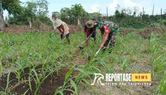 Sertu Sirajudin: Komitmen Pendampingan Babinsa untuk Ketahanan Pangan Wilayah
