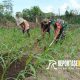 Sertu Sirajudin memberikan arahan mengenai teknik perawatan tanaman jagung yang baik