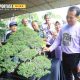 kontestan tabulampot anggur yang berasal dari petani lokal Probolinggo dan kontes bonsai ada 87 koleksi yang ditampilkan.