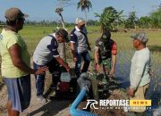Babinsa Kawal Program Pompanisasi Perdana Lahan Poktan Yosomakmur