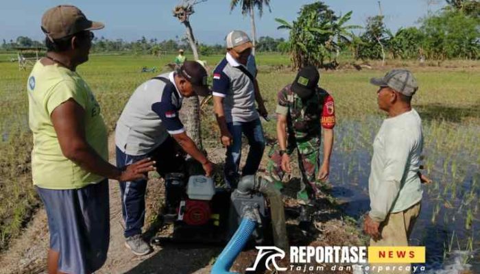 Babinsa Kawal Program Pompanisasi Perdana Lahan Poktan Yosomakmur