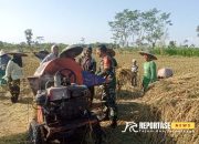 Dukung Ketahanan Pangan, TNI Dampingi Petani Panen Padi 9 Dukung Ketahanan Pangan, TNI Dampingi Petani Panen Padi