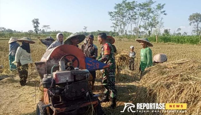 Dukung Ketahanan Pangan, TNI Dampingi Petani Panen Padi