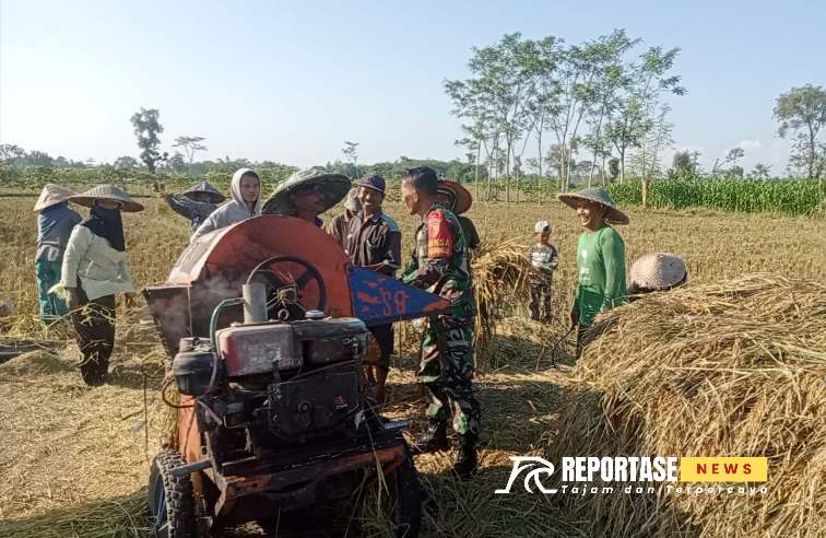 Kopda Dedi Susanto, melaksanakan kegiatan pendampingan panen padi di Dusun Sumberpudak