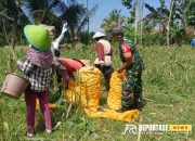 Babinsa Pasrujambe Dukung Ketahanan Pangan Lewat Pendampingan Panen Jagung