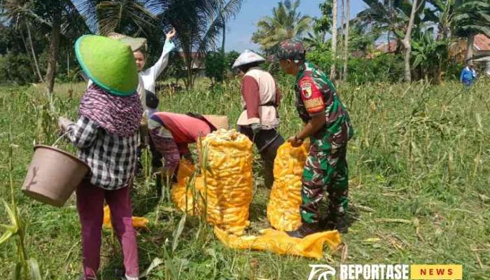 Babinsa Pasrujambe Dukung Ketahanan Pangan Lewat Pendampingan Panen Jagung