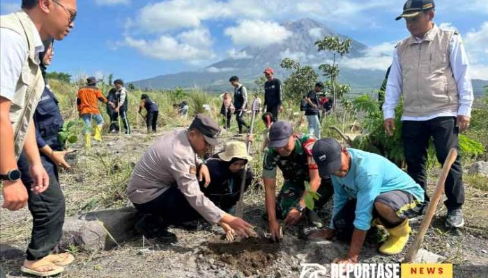Babinsa dan Stakeholder Supiturang Bersama Mahasiswa Tanam Pohon Lahan Erupsi Semeru