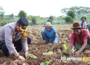 Komoditas Unggulan, Kapolres Sumenep Tanam Tembakau 13 Komoditas Unggulan, Kapolres Sumenep Tanam Tembakau