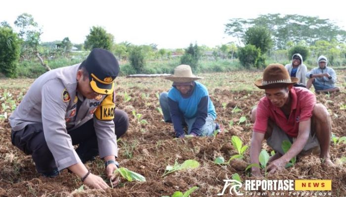 Komoditas Unggulan, Kapolres Sumenep Tanam Tembakau