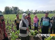 Atasi Penyakit Kriting, Petani Tembakau Diajari Buat POC dan Pestina