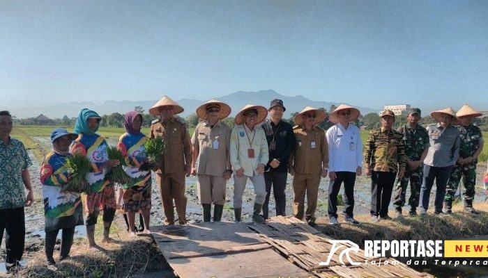 Pemkab Probolinggo Lakukan Gerakan Tanam Padi Biofortifikasi
