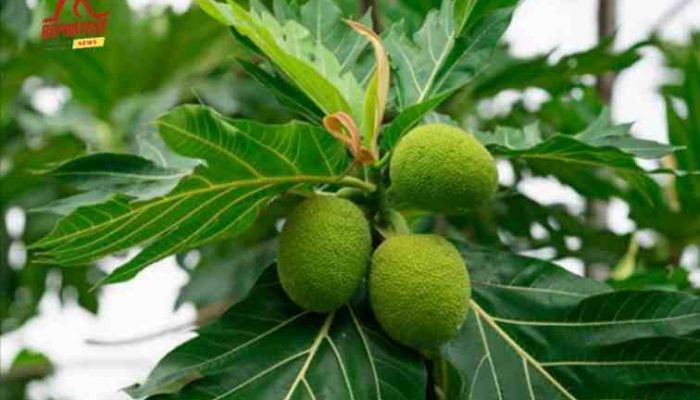 Ramuan Alami untuk Kesehatan Daun Sukun