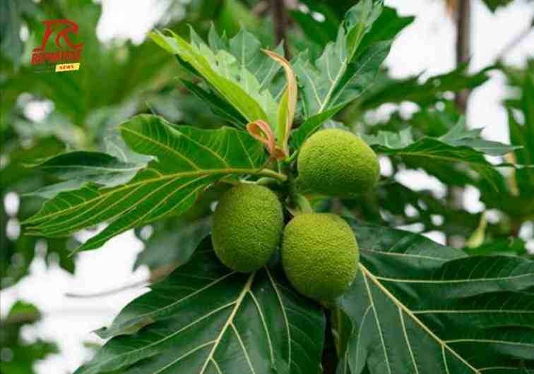 Ramuan Alami untuk Kesehatan Daun Sukun