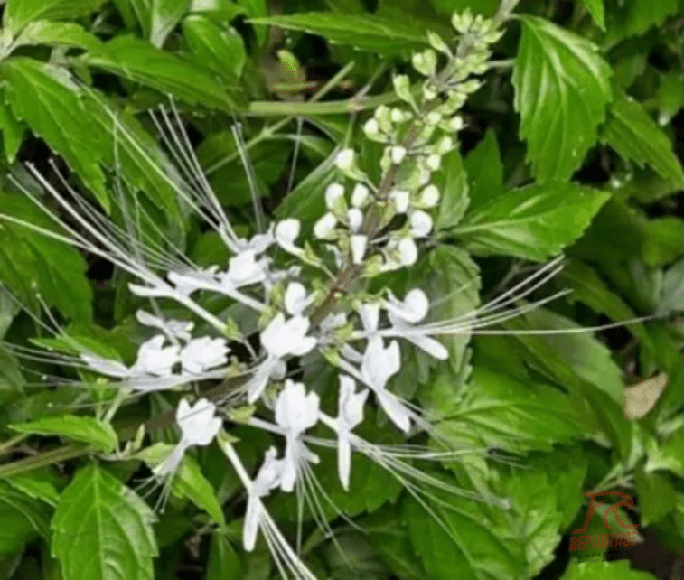 Kumis Kucing Herbal Pengobatan Tradisional 2 Daun Kumis Kucing