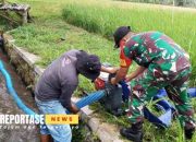 Babinsa Koramil 0821/03 Senduro Dampingi Petani Desa Sarikemuning Pompanisasi 12 Babinsa Koramil 0821/03 Senduro Dampingi Petani Desa Sarikemuning Pompanisasi