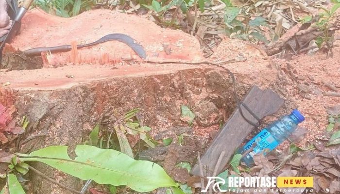 Warga Dusun Sumbergondo Diduga Menebang Kayu Mahoni Tanpa Izin