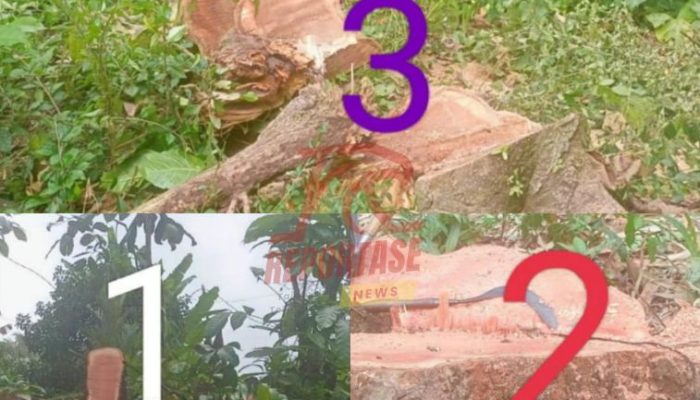 Korsda Genteng Pastikan Penebangan Pohon Mahoni Dusun Sumberwadung Tidak Berizin