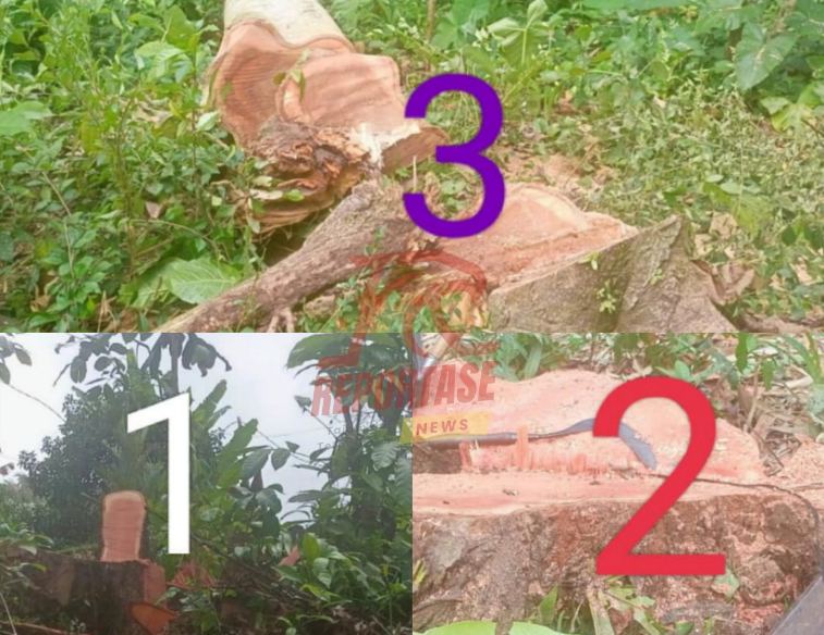 Raibnya Pohon di sempadan sungai Dinas Pekerjaan umum pengairan kabupaten Banyuwangi wilayah kerja Korsda Genteng