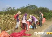 Dukung Hanpangan Lokal, Babinsa Sidorejo Dampingi Warga Tani dalam Panen Jagung 8 Dukung Hanpangan Lokal, Babinsa Sidorejo Dampingi Warga Tani dalam Panen Jagung